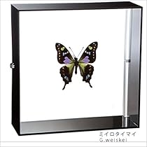 松本　蝶の標本　タイマイspecial(特1) 松本様専用 蝶の標本 タイマイspecial(特1) - メルカリ